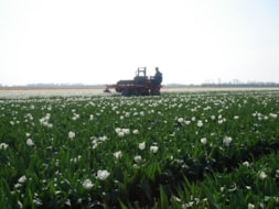 Topping Tulip Gwen